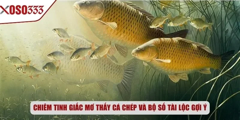 Chiêm tinh giấc mơ thấy cá chép và bộ số tài lộc gợi ý