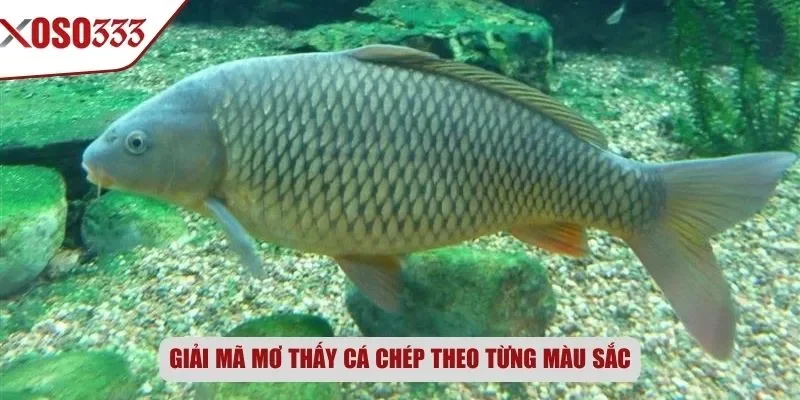 Giải mã mơ thấy cá chép theo từng màu sắc