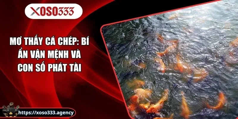 Mơ Thấy Cá Chép: Bí Ẩn Vận Mệnh Và Con Số Phát Tài