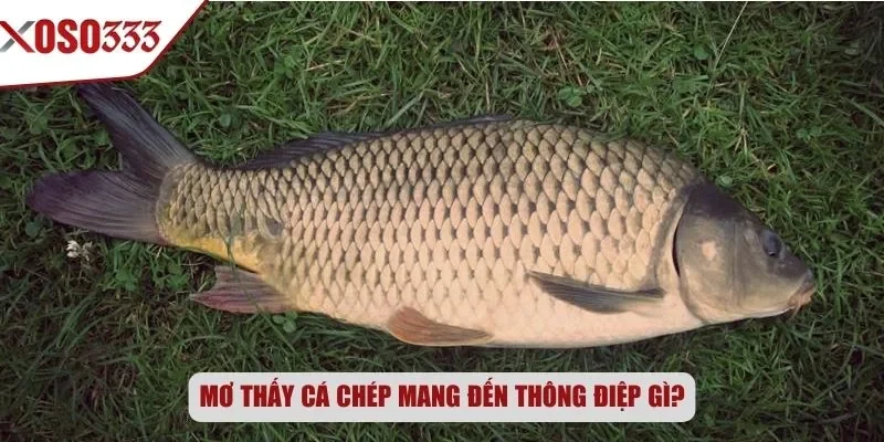 Mơ thấy cá chép mang đến thông điệp gì?