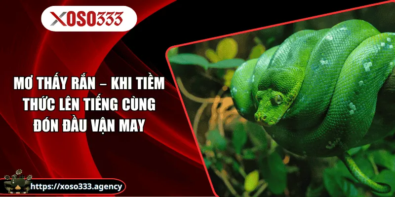 Mơ Thấy Rắn - Khi Tiềm Thức Lên Tiếng Cùng Đón Đầu Vận May