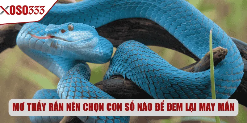 Mơ thấy rắn nên chọn con số nào để đem lại may mắn